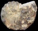 Bumpy Ammonite (Mammites) - Goulmima, Morocco #44649-1